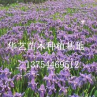 河北苗木/河北苗木種植基地月季