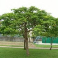 鳳凰木（紅花楹）