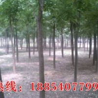 供應(yīng)國槐、白蠟、法桐、紫葉李