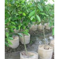 漳州市沙西鎮(zhèn) 小葉榕樹 細(xì)葉榕 小葉榕盆景價格