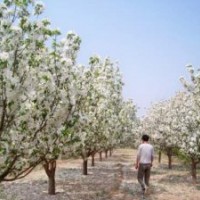 河北造型八棱海棠樹苗圃