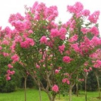 江蘇山東安徽河南河北低價(jià)出售紅花紫薇苗木基地