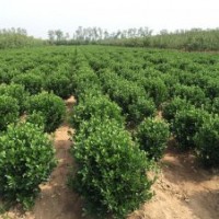 供應(yīng)：冬青球，冬青苗，大葉黃楊球苗，北海道。