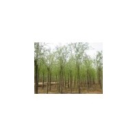供應垂柳樹