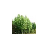 供應馬褂木、鵝掌楸苗木