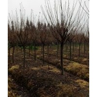 四川崇州櫻花基地哪家質(zhì)量好 價(jià)格便宜