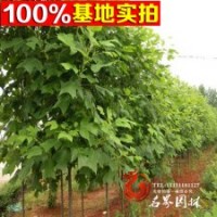 供應(yīng)綠化苗馬褂木【北美鵝掌楸】