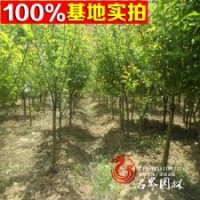 紅梅樹苗批發(fā) 根系深 量大從優(yōu)