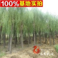 批發(fā)工程綠化苗 旱柳樹苗
