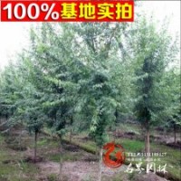 三角楓小苗 規(guī)格齊全 三角楓批發(fā)