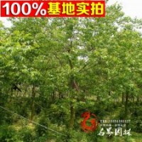 供應(yīng)烏桕批發(fā) 風(fēng)景樹 庭蔭樹