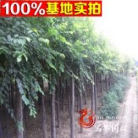 批發(fā) 中華金葉榆 量大從優(yōu)