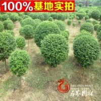 供應(yīng)各種球類 小葉女貞球 各類女貞工程苗