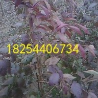 紅葉榆.彩色白蠟.金葉白蠟.金絲吊蝴蝶.金葉欒.金葉復(fù)葉槭.絲綿木