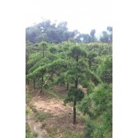 福建羅漢松基地，泉州羅漢松價(jià)格，福州羅漢松行情，漳州羅漢松苗