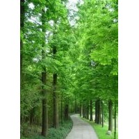 大豐水杉 大豐中山杉 水杉樹