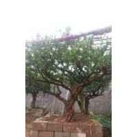 供應特大石榴樹、5公分、8公分、10公分、20公分石榴樹
