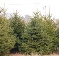 云杉，云杉苗，云杉樹苗，云杉價(jià)格，云杉基地