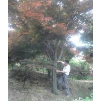 供應(yīng)各種規(guī)格中國紅楓