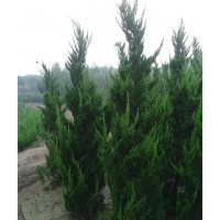 一級蜀檜一級龍柏