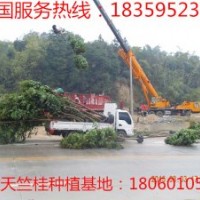 15公分天竺桂 供應15公分天竺桂 15公分天竺桂供應 15公分天竺桂