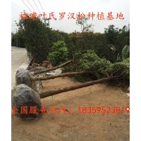 11公分羅漢松 供應11公分福建羅漢松 地徑11公分福建泉州羅漢松