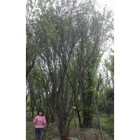 成都精品茶條槭專業(yè)戶批發(fā)基地