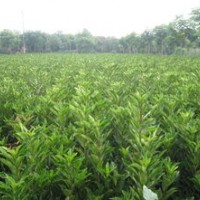 供應(yīng)法國(guó)冬青，黃花菜，塔柏，黃楊，冬青，金葉女貞