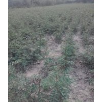 陜西韓城花椒苗