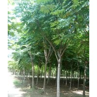 落葉系喬木 -欒樹 欒樹價(jià)格 欒樹小苗供應(yīng)