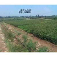 出售花椒苗 杜梨苗 杏樹苗 紫葉李