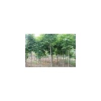 供應(yīng)七葉樹、8-9-12公分七葉樹供應(yīng)商