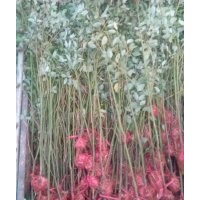 香樟樹(shù)苗。