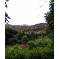 欒樹（搖錢樹）