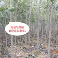 6公分毛白楊價格