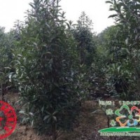 供應(yīng)法國(guó)冬青，法國(guó)冬青價(jià)格，法國(guó)冬青基地，河南法國(guó)冬青，潢川