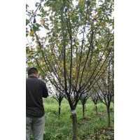 荊州櫻花、出售櫻花樹、銀杏樹