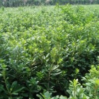 桂花、臘梅、木香、金桔、牡丹、含笑、玉蘭、米蘭