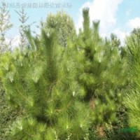 山體綠化苗黑松 黑松小苗油松