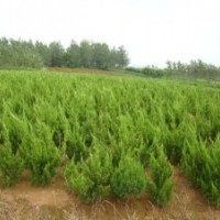 大量供應(yīng)：龍柏,蜀檜,扶芳藤,衛(wèi)矛,檜柏,紅葉小檗
