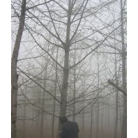 供應(yīng)銀杏實(shí)生樹(shù)嫁接樹(shù)