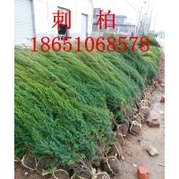 刺柏批發(fā)，刺柏價格，刺柏種植基地，賣刺柏