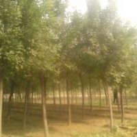 急售30公分國槐