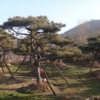 供應(yīng)造型油松 造型黑松