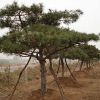 供應(yīng)法桐，黑松，銀杏等園林景觀樹