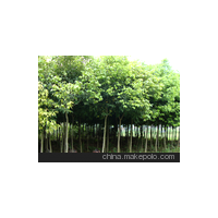 泉州天竺桂、莆田天竺桂、南平天竺桂、廈門天竺桂