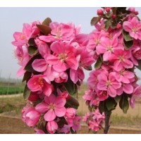 北美海棠苗，高原之火海棠苗，大葉北美海棠苗