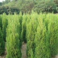 2015年供應蜀檜高2至3米，2米10元