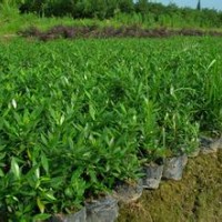 大量供應(yīng)小苗:灑金珊瑚小苗、小葉梔子花小苗
