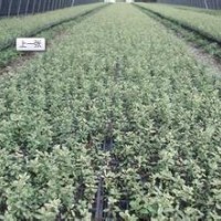 大量供應小苗:大葉黃楊小苗、小丑火棘小苗